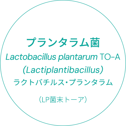 プランタラム菌　Lactobacillus plantarum TO-A(Lactiplantibacillus)　ラクトバチルス・プランタラム（LP菌末トーア）