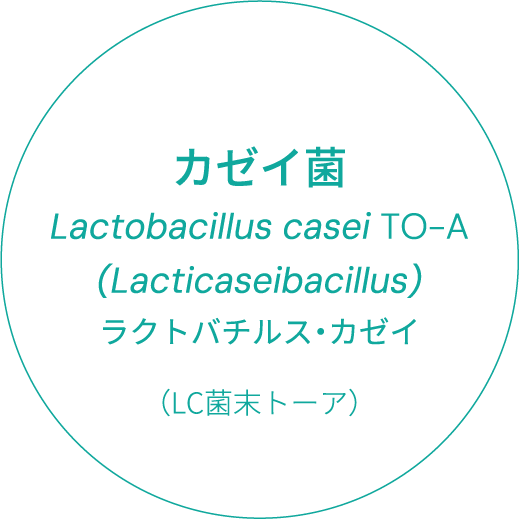 カゼイ菌　Lactobacillus casei TO-A(Lacticaseibacillus)　ラクトバチルス・カゼイ（LC菌末トーア）